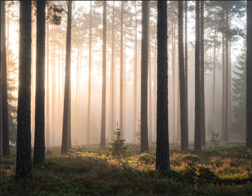 Swedish forest
